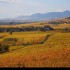 Le vignoble alsacien sous sa r