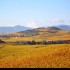 Le vignoble alsacien sous sa r
