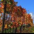 Le vignoble alsacien sous sa r