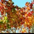 Le vignoble alsacien sous sa r