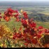 Le vignoble alsacien sous sa r