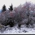 Neige sur aubure