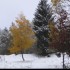 Neige sur aubure