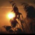 Coucher du soleil