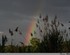D’arc en ciel