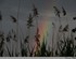 D’arc en ciel