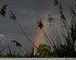 D’arc en ciel