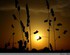 Coucher de soleil