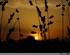 Coucher de soleil