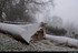 Chute de neige faible