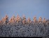 blanc de givre.