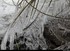 Figé dans la glace