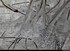 Figé dans la glace