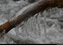 Figé dans la glace