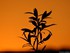 Coucher du soleil