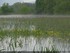 Inondation dans l'illwald