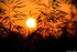 Coucher du soleil