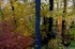 la magie de l'automne