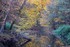 la magie de l'automne
