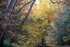 la magie de l'automne