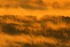 Quand le soleil se marie au br