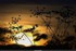 coucher du soir
