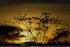 coucher du soir