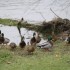 vie animale