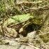 batraciens