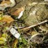 batraciens