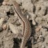 lézard