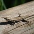 lézard