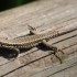 lézard