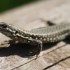 lézard