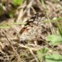 papillons