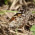 papillons