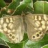 papillons