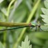 Libellules