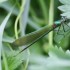 Libellules