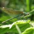 Libellules