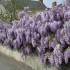 FLEURS