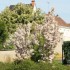 FLEURS