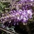 FLEURS