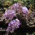 FLEURS