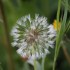 Faune et Flore Bouchardaise
