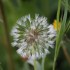 Faune et Flore Bouchardaise