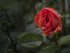 Une rose sous la pluie