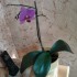 Il pleut ,les fleurs sont cont