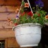 Il pleut ,les fleurs sont cont