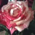 Il pleut ,les fleurs sont cont